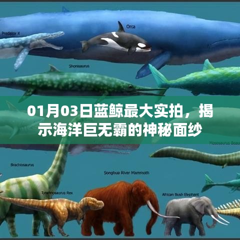 蓝鲸神秘面纱揭秘,实拍最大海洋巨兽