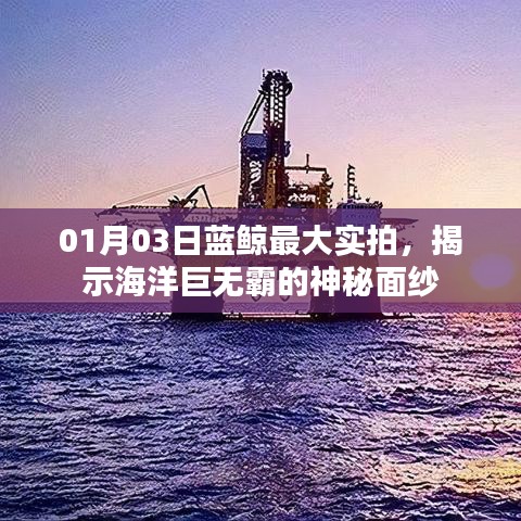 蓝鲸神秘面纱揭秘,实拍最大海洋巨兽