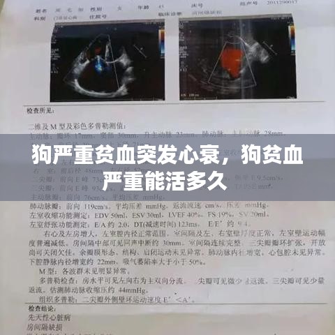 狗严重贫血突发心衰,狗贫血严重能活多久