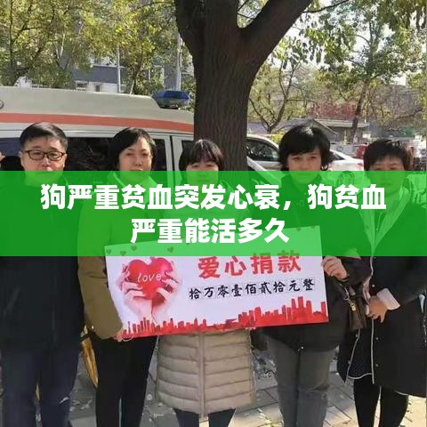 狗严重贫血突发心衰,狗贫血严重能活多久