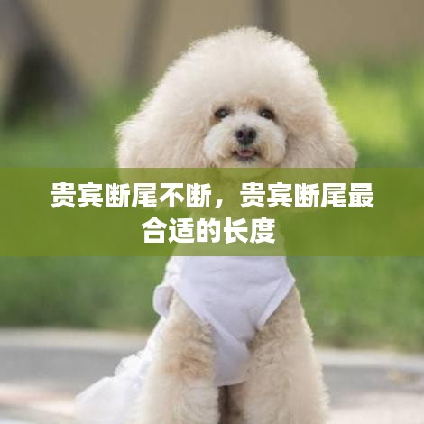 贵宾断尾不断，贵宾断尾最合适的长度 