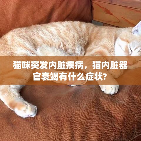猫咪突发内脏疾病，猫内脏器官衰竭有什么症状? 