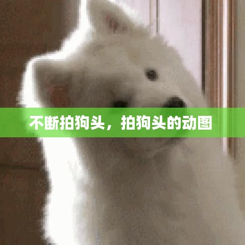 不断拍狗头，拍狗头的动图 