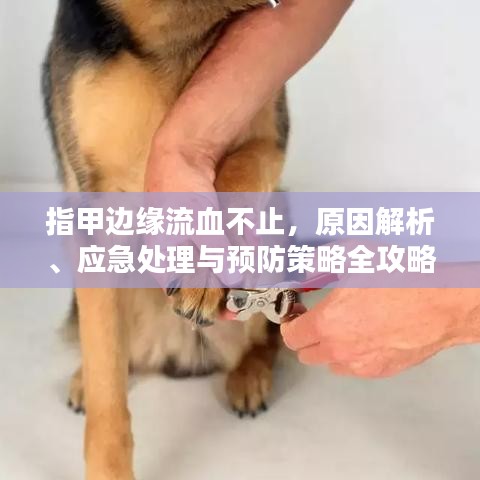 指甲边缘流血不止，原因解析、应急处理与预防策略全攻略