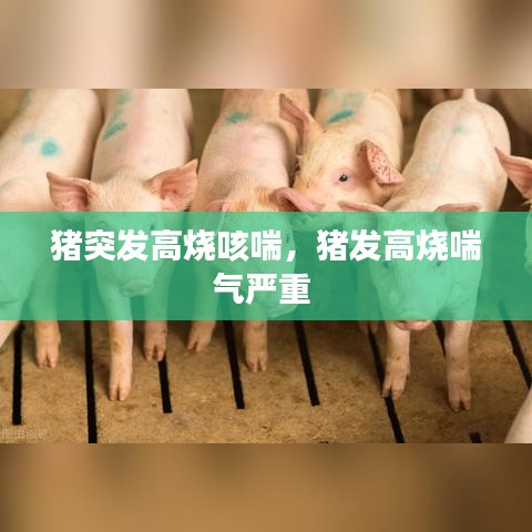 猪突发高烧咳喘，猪发高烧喘气严重 