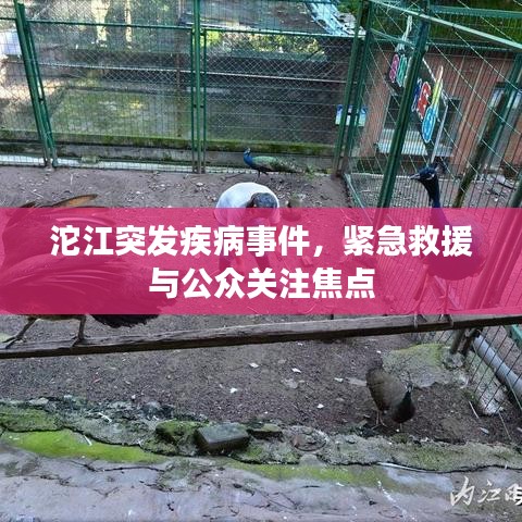 沱江突发疾病事件,紧急救援与公众关注焦点