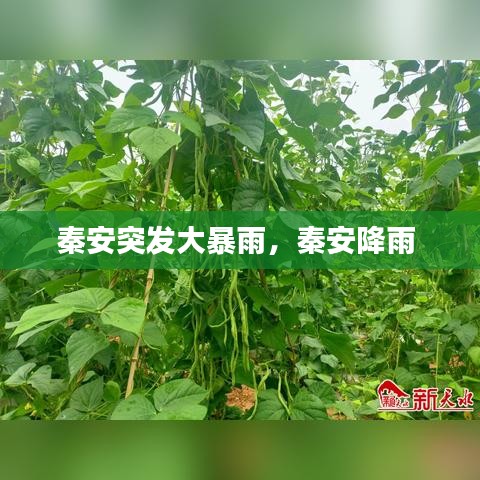 秦安突发大暴雨，秦安降雨 