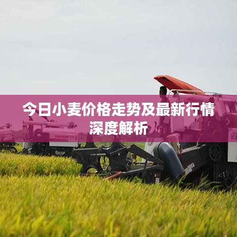 今日小麦价格走势及最新行情深度解析