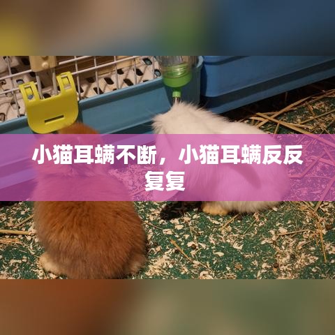小猫耳螨不断，小猫耳螨反反复复 