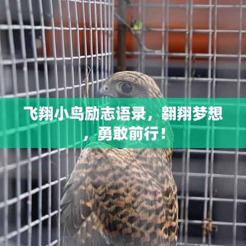 飞翔小鸟励志语录，翱翔梦想，勇敢前行！