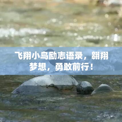 飞翔小鸟励志语录,翱翔梦想,勇敢前行!