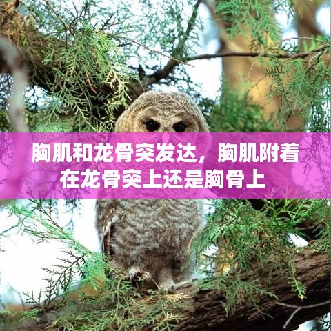 胸肌和龙骨突发达,胸肌附着在龙骨突上还是胸骨上