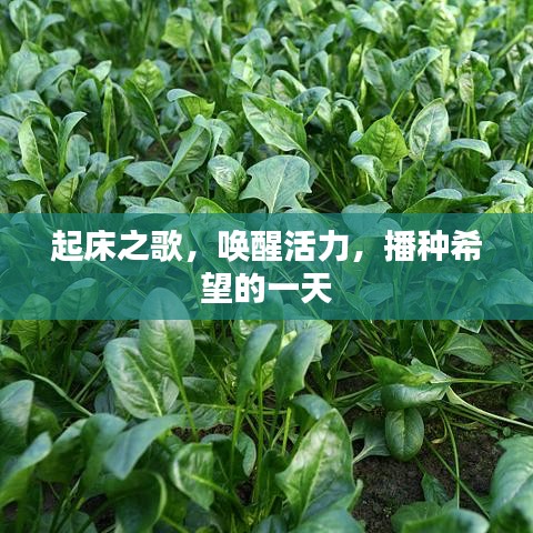 起床之歌,唤醒活力,播种希望的一天