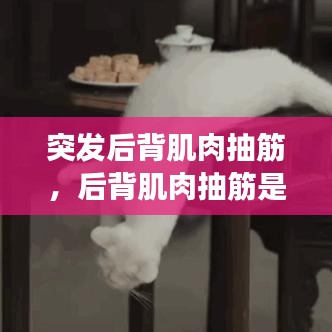突发后背肌肉抽筋,后背肌肉抽筋是怎么回事