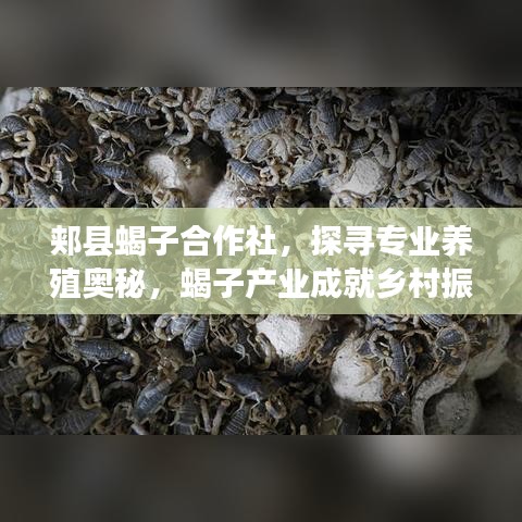 郏县蝎子合作社，探寻专业养殖奥秘，蝎子产业成就乡村振兴典范