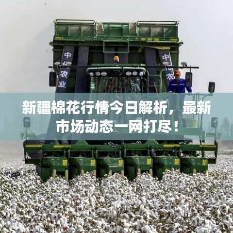新疆棉花行情今日解析,最新市场动态一网打尽!