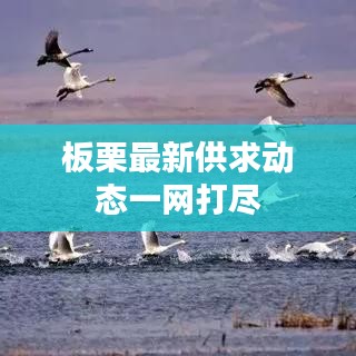 板栗最新供求动态一网打尽