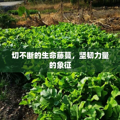 切不断的生命藤蔓,坚韧力量的象征