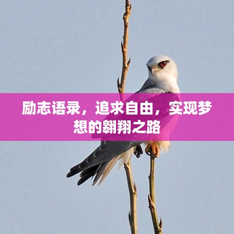 励志语录,追求自由,实现梦想的翱翔之路