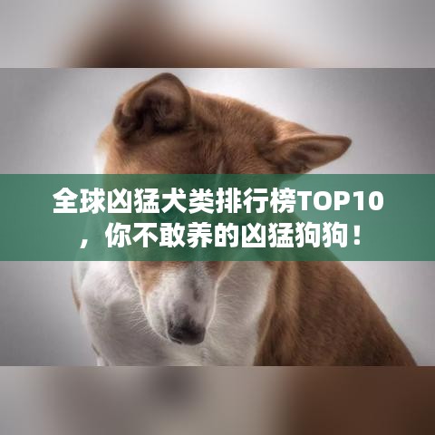 全球凶猛犬类排行榜TOP10,你不敢养的凶猛狗狗!