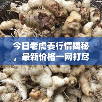 今日老虎姜行情揭秘,最新价格一网打尽!