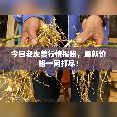 今日老虎姜行情揭秘,最新价格一网打尽!