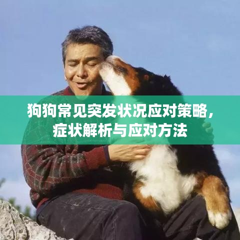 狗狗常见突发状况应对策略,症状解析与应对方法