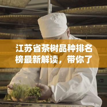 江苏省茶树品种排名榜最新解读,带你了解最新茶树品种排名资讯!