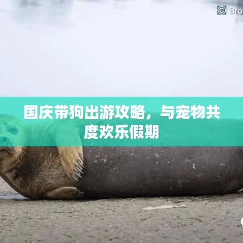 国庆带狗出游攻略,与宠物共度欢乐假期