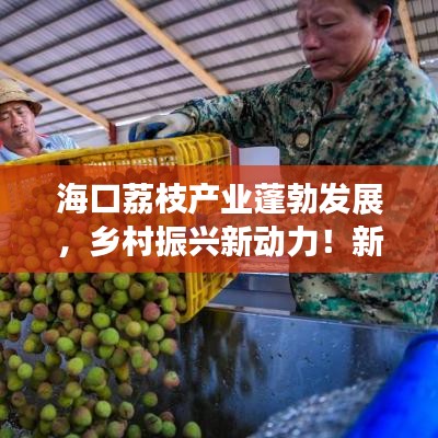 海口荔枝产业蓬勃发展,乡村振兴新动力!新闻头条速递