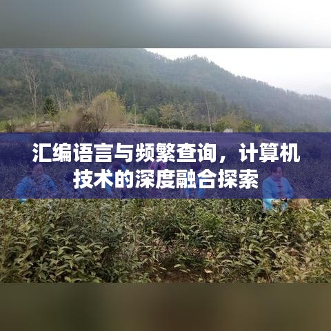 汇编语言与频繁查询，计算机技术的深度融合探索