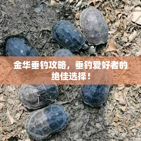 金华垂钓攻略，垂钓爱好者的绝佳选择！