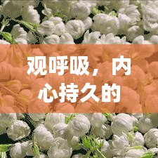 观呼吸,内心持久的感悟之旅