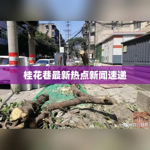 桂花巷最新热点新闻速递
