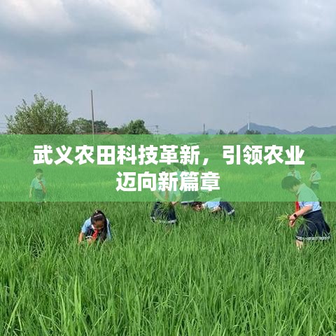武义农田科技革新,引领农业迈向新篇章