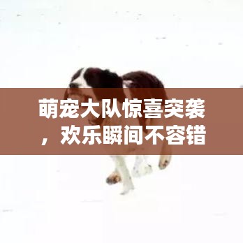 萌宠大队惊喜突袭，欢乐瞬间不容错过！