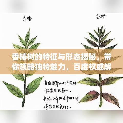 香椿树的特征与形态揭秘,带你领略独特魅力,百度权威解读!