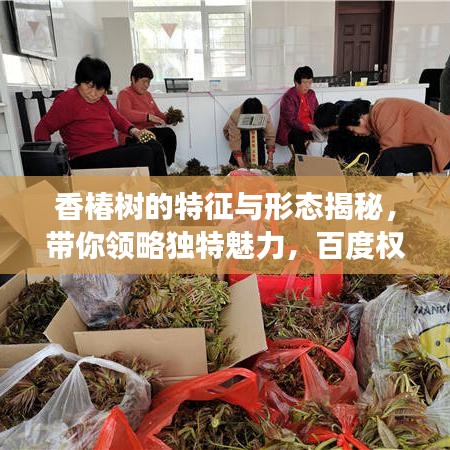 香椿树的特征与形态揭秘,带你领略独特魅力,百度权威解读!