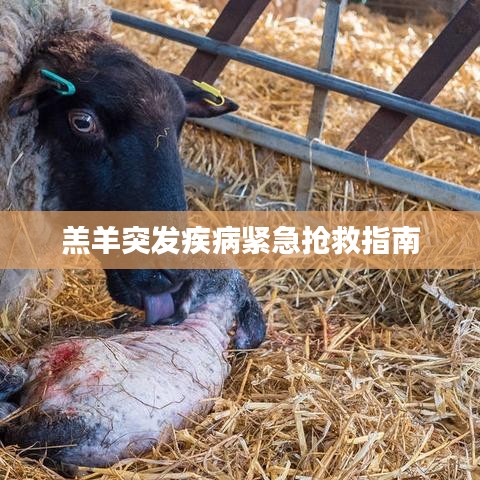 羔羊突发疾病紧急抢救指南