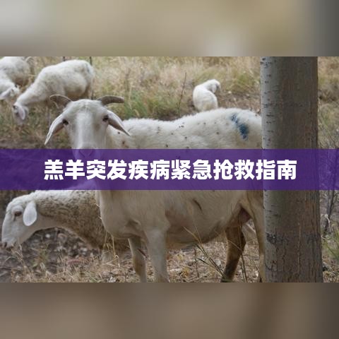 羔羊突发疾病紧急抢救指南