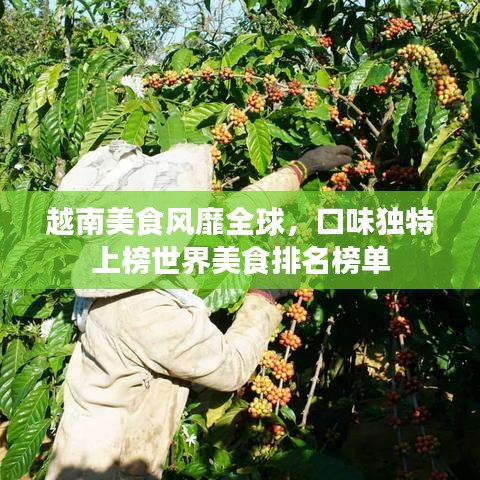越南美食风靡全球，口味独特上榜世界美食排名榜单