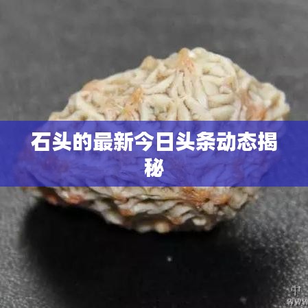 石头的最新今日头条动态揭秘