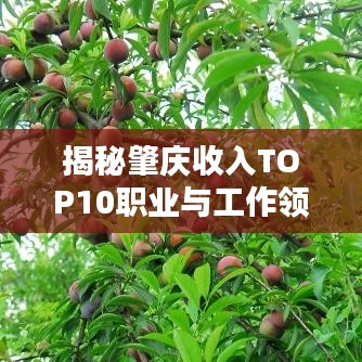 揭秘肇庆收入TOP10职业与工作领域