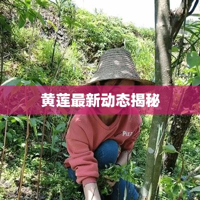 黄莲最新动态揭秘