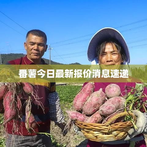 番薯今日最新报价消息速递