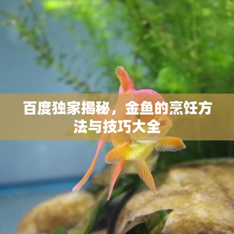 百度独家揭秘,金鱼的烹饪方法与技巧大全