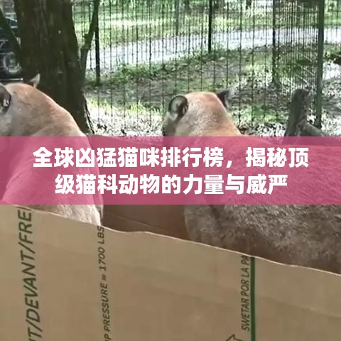 全球凶猛猫咪排行榜,揭秘顶级猫科动物的力量与威严