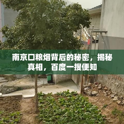 南京口粮烟背后的秘密,揭秘真相,百度一搜便知