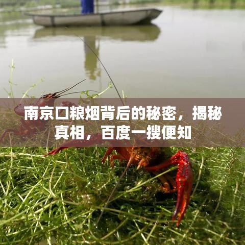 南京口粮烟背后的秘密,揭秘真相,百度一搜便知