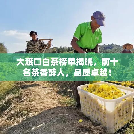大渡口白茶榜单揭晓,前十名茶香醉人,品质卓越!